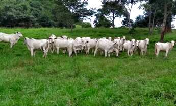 Imagem 2: OPORTUNIDADE FAZENDA PECUARIA 2.508 HA - PEDRA PRETA/MT
