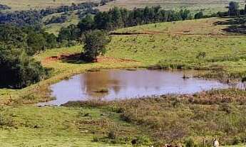 Imagem 5: LINDA FAZENDA DE PECUARIA E EUCALIPTO - BOTUCATU/SP