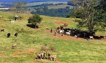 Imagem 4: LINDA FAZENDA DE PECUARIA E EUCALIPTO - BOTUCATU/SP