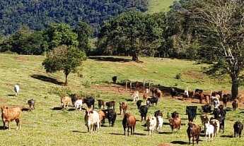Imagem 2: LINDA FAZENDA DE PECUARIA E EUCALIPTO - BOTUCATU/SP