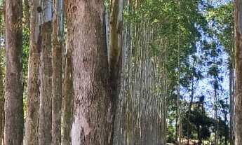 Imagem 3: LINDA FAZENDA DE PECUARIA E EUCALIPTO - BOTUCATU/SP