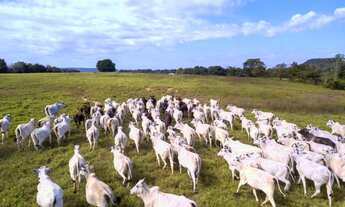 Imagem: OPORTUNIDADE FAZENDA PECUARIA 2.508 HA
