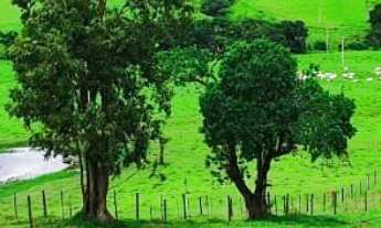 Imagem: GRANDE OPORTUNIDADE FAZENDOLA 12,19 ALQUEIRES