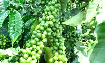 Imagem 3: FAZENDA CAFÉEIRA SUL DE MINAS 255 HA - CAPETINGA/MG