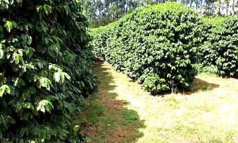 Imagem 5: FAZENDA CAFÉEIRA SUL DE MINAS 255 HA - CAPETINGA/MG