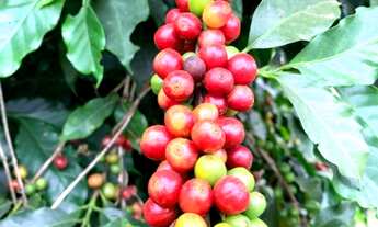 Imagem: FAZENDA CAFÉEIRA SUL DE MINAS 255 HA