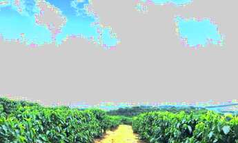 Imagem 4: FAZENDA CAFÉEIRA SUL DE MINAS 255 HA - CAPETINGA/MG