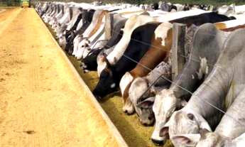 Imagem: FAZENDA 4.405 HECTARES - GRÃOS/EUCALIPTO/PASTAGEM