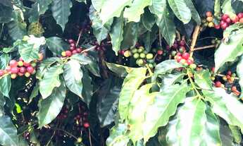 Imagem 2: FAZENDA CAFÉEIRA SUL DE MINAS 255 HA - CAPETINGA/MG