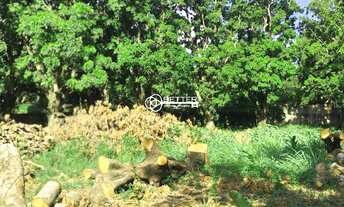 Imagem: TERRENO 1.450 M2 A VENDA - COND MANGUEIRAS