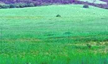 Imagem: FAZENDA PASTO 59 ALQUEIRES SUPER PREÇO