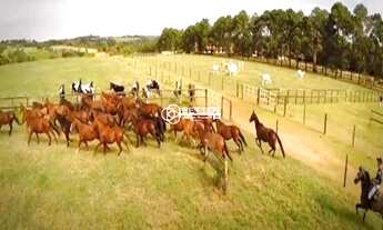 Imagem 2: HARAS MARAVILHOSO !!! 33 ALQUEIRES - 02 NASCENTES - 8 ALQUEIRES FENO TIFTON - À VENDA EM P