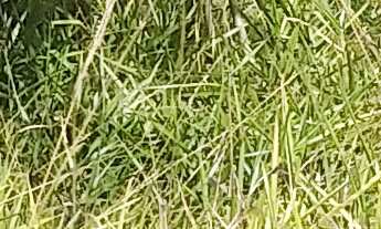 Imagem 3: TERRENO RESIDENCIAL em JARINU - SP, Ypê