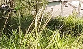 Imagem 4: TERRENO RESIDENCIAL em JARINU - SP, Ypê