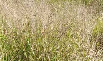 Imagem 7: TERRENO RESIDENCIAL em Jarinu - SP, Trieste