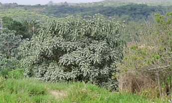 Imagem: TERRENO RESIDENCIAL em Jarinu - SP, Maracanã