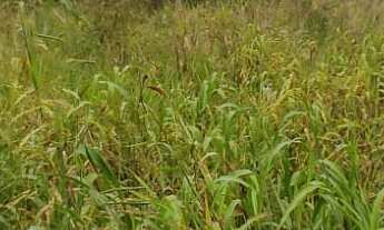 Imagem 3: TERRENO RESIDENCIAL em JARINU - SP, Trieste