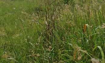 Imagem 5: TERRENO RESIDENCIAL em JARINU - SP, Trieste