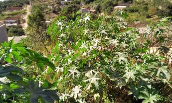 Imagem 5: Terreno em Nova Trieste - Jarinu, SP