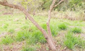 Imagem 3: Terreno em Primavera - Jarinu, SP