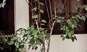 Imagem: Casa à Venda em Condomínio Boiçucanga