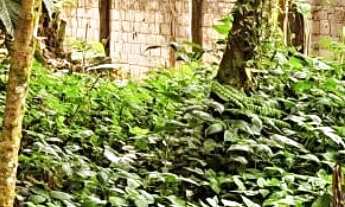 Imagem: Terreno à venda em Boiçucanga, São Sebastião-SP