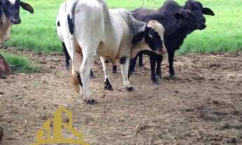Imagem: FAZENDA RURAL em Piraí - RJ, Cacaria
