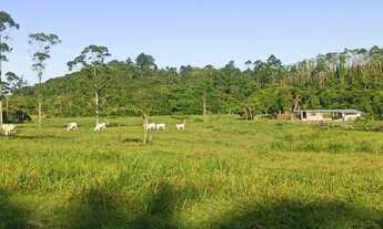 Imagem 3: CHACARA 25000 M²