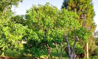 Imagem 7: Chácara bem localizada!!! Linda vista e por do Sol maravilhoso!! Estuda permuta de menor