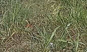 Imagem 4: TERRENO À VENDA NO BAIRRO SANTA ROSA - SOROCABA/SP