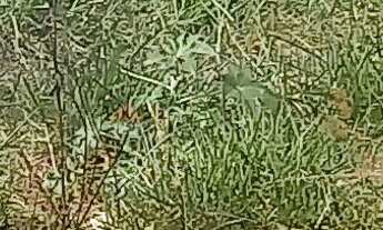 Imagem 3: TERRENO À VENDA NO BAIRRO SANTA ROSA - SOROCABA/SP