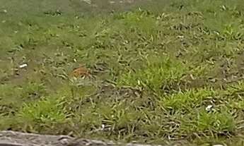 Imagem 2: TERRENO À VENDA NO JARDIM NOVO HORIZONTE - SOROCABA/SP