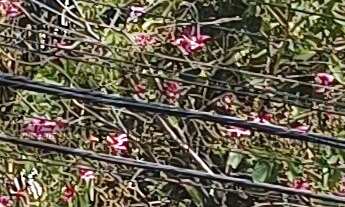 Imagem: Apartamento para locação em Sorocaba-SP