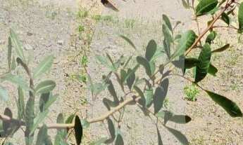 Imagem 2: Terreno comercial a venda na Enseada do Suá, Vitória, Es, próximo ao Shopping Vitória, Cai