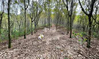 Imagem: Terreno à venda com 5,11 alqueires na Rota