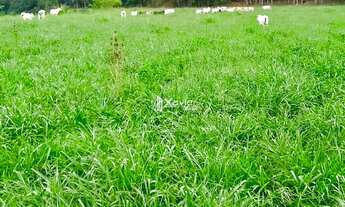 Imagem 6: Sítio à venda com 18,5 alqueires em Mimoso do Sul-ES