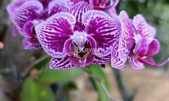 Imagem 6: Sítio à Venda com 48.400 m² em Anchieta/ES - Rico em Água, Casa, Lagoas, Curral, Frutífera