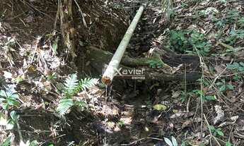 Imagem 5: Terreno 5.000 m² na Rota Turística da Cascata do Galo em Domingos Martins com riacho e ace