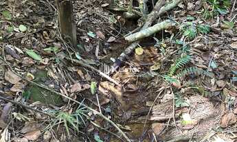 Imagem 6: Terreno 5.000 m² na Rota Turística da Cascata do Galo em Domingos Martins com riacho e ace