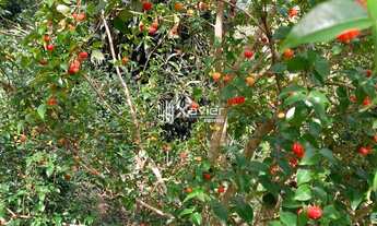 Imagem 6: Chácara encantadora com 3.700 m², casa sede e pomar exuberante em Marechal Floriano (ES