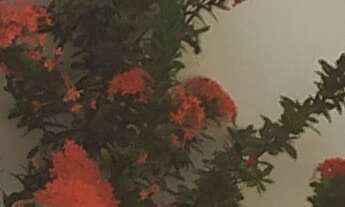 Imagem 3: CASA 01 DORMITÓRIO PARA LOCAÇÃO - BOA VISTA