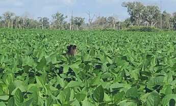 Imagem 7: FAZENDA RURAL em Cuiabá - MT, BR 364