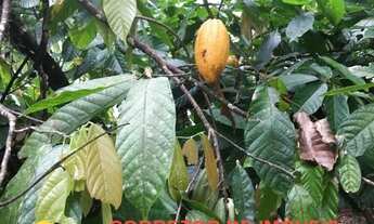 Imagem 7: FAZENDA RESIDENCIAL em PORTO SEGURO - BA, Centro