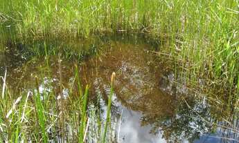 Imagem 7: FAZENDA RESIDENCIAL em ITACARÉ - BA, CENTRO