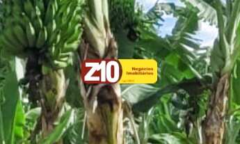 Imagem 4: SITIO A VENDA OU TROCA COM CASA EM ÁREA RURAL COM PLENA PRODUÇÃO - CAPIVARI/SP