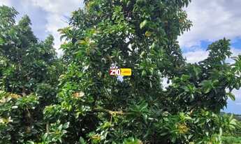 Imagem 5: SITIO A VENDA OU TROCA COM CASA EM ÁREA RURAL COM PLENA PRODUÇÃO - CAPIVARI/SP