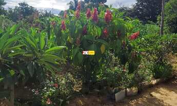 Imagem 2: SITIO A VENDA OU TROCA COM CASA EM ÁREA RURAL COM PLENA PRODUÇÃO - CAPIVARI/SP