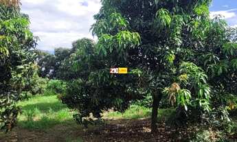 Imagem 3: SITIO A VENDA OU TROCA COM CASA EM ÁREA RURAL COM PLENA PRODUÇÃO - CAPIVARI/SP
