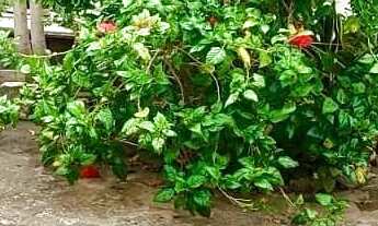 Imagem 4: Casa residencial para Venda em rua pública, Centro, Itaberaba, 3 quartos, 1 sala, 2 banhei