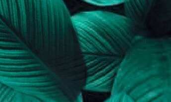 Imagem: Lançamento Casa residencial para Venda